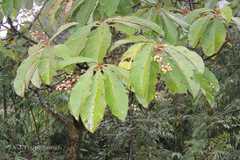 Saurauia napaulensis